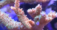 Coral seized from smugglers gets second chance at New York aquarium