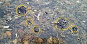 Columbia River algae warning in Richland, high toxin levels detected