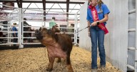 Youth Livestock Auction breaks record with sale of $26k grand champion steer