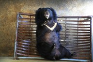 Activistas acudieron a tribunales para impedir la cacería de osos negros en Florida