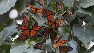 Calling citizen scientists: Help document this year's monarch migration
