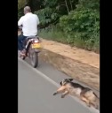 Rechazo nacional por video en la que un hombre arrastra a un perro con su moto