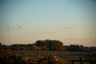 5.5 million birds expected to fly over Oregon on Monday night. Here’s how to help them