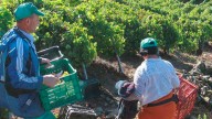 Nuevas ayudas de la Junta: ocho millones para las comunidades regantes y cuatro millones para el sector del vino
