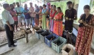 AH&VS Department Boosts Duck Farming with Large-Scale Duckling Distribution