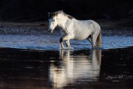 No timetable set on Salt River Horses contract