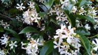 Conservá el aroma de tus flores preferidas con esta técnica antigua de perfumería francesa que te va a encantar