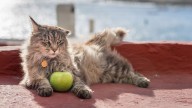 Can Cats Eat Apples? A Note on Cyanide in Apple Seeds