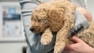 What’s Nevada’s favorite dog breed? A new study has the answer