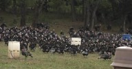 KellyBronze ranked best Thanksgiving turkey in the country