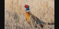 Iowa pheasant population at 20