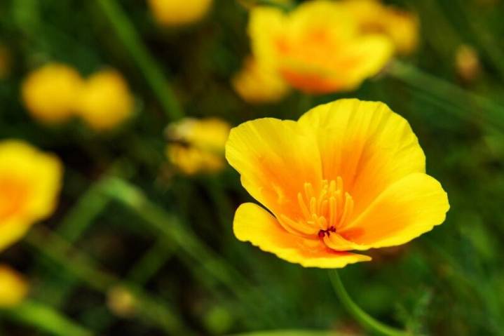 OBITUARY: Vicky Gail Davidson Manley