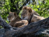 Horrified tourists looked on as big cats chewed through zookeeper
