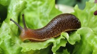 Do Eggshells Really Keep Slugs & Snails Out Of The Garden? Here's What To Know
