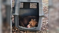 Texas Dog Found Abandoned And Starving In Park Ate Anything She Could To Stay Alive