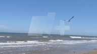 Detectan Gripe Aviar en una Gaviota de Playa Bagdad en Matamoros