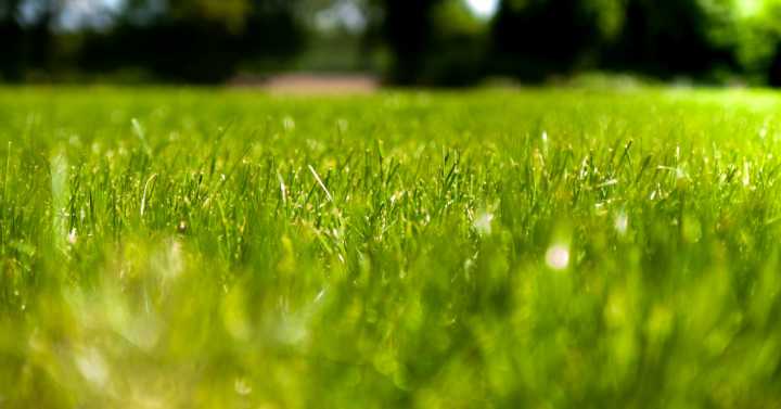 Maintaining Green Lawns on Commercial Properties: What It Takes!