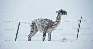 Mueren 27.000 guanacos por año en alambrados en Patagonia: un equipo trabaja por la protección