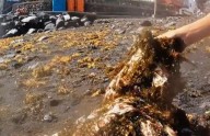 Dos niños, sin rodeos tras retirar más de 300 toallitas en una playa de Tenerife: “Da vergüenza”