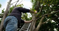 UK households urged to cut tree branches ahead of this weekend