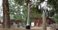 A timeline of the fight to save a flock of ostriches in a B.C. farm