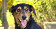 Find loveable pals to join the family at Iredell County Animal Services