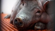Los trasplantes de riñón de cerdo dan un paso adelante con la aprobación de ensayos en humanos
