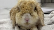 Animal rescue workers shocked when brown rabbit turns out to be stained white pet who lived with chain smoker