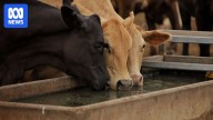 Cattle breeder awarded $52m after successful appeal against mine owner