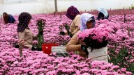 Flores baratas para Amor y Amistad en Bogotá: estos son los puntos en los que puede ahorrar en rosas, girasoles y más