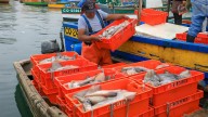 PRODUCE detiene pesca de pota tras alcanzar cuota prevista