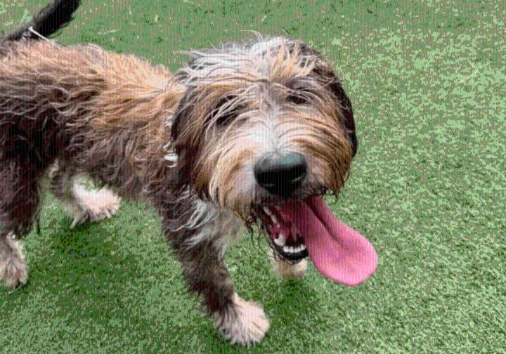 Pets of the Week for Sept. 9, 2025
