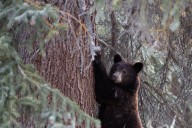 Alpine residents warned of bear trapping operation near Lakeview Estates