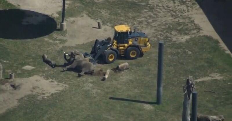 Zoo staff use loader to help elephant stand at Milwaukee County Zoo