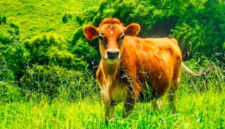 Inversión de $1.559 millones para el desarrollo de ganadería sostenible en Ataco, Tolima