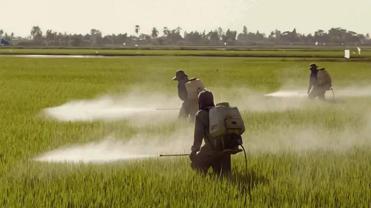 Gobierno mexicano elimina 35 agroquímicos tóxicos en histórica medida agrícola
