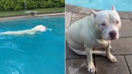 New Jersey Pup’s Summer Fun Takes A Strange Turn When Her Fur Turns Green