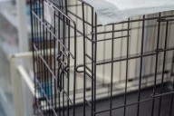 Atlantic City man indicted in string of animal cruelty cases
