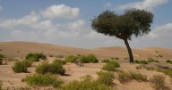 Once a lifeline in Rajasthan’s desert, the khejri tree is slowly vanishing