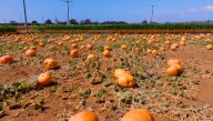 It's almost fall! Pumpkin patches open soon in San Diego County