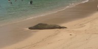 Hawaiian monk seal seen molting on Oahu shore