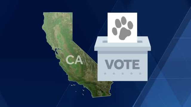 California woman accused of registering dog to vote