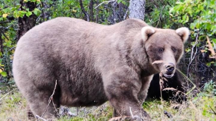 Alaska's Fat Bear Week: Vote for the Fattest Bruin