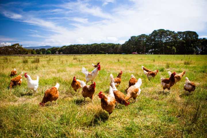 Vital Farms: A Healthy Balance Of Growth And Discipline (NASDAQ:VITL)