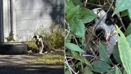 Missouri Pup Hiding In The Woods Slowly Opens Up To Rescuer’s Gentle Approach