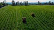 La bebida más popular está en un laberinto y bajo amenaza de perder un reinado en Estados Unidos