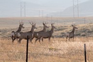 Mule deer could lose half their northeast Wyoming habitat to cheatgrass without help