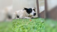 California Shelter Pup Cowered From Everyone Until A Family Showed Her What Love Feels Like