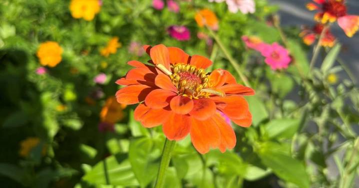 Hardy as zinnias, persistent as the thing with feathers: Rediscovering poetry in divided times