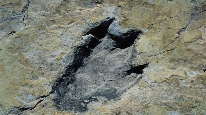 Scientists discover a new dinosaur from Argentina with a crocodile bone in its mouth